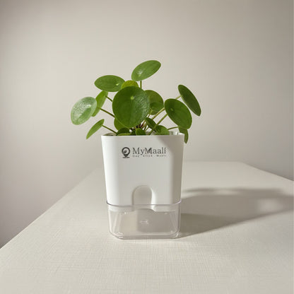 Self-Watering Square Plastic Planter with Transparent Base