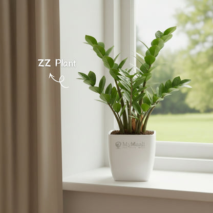 ZZ Plant