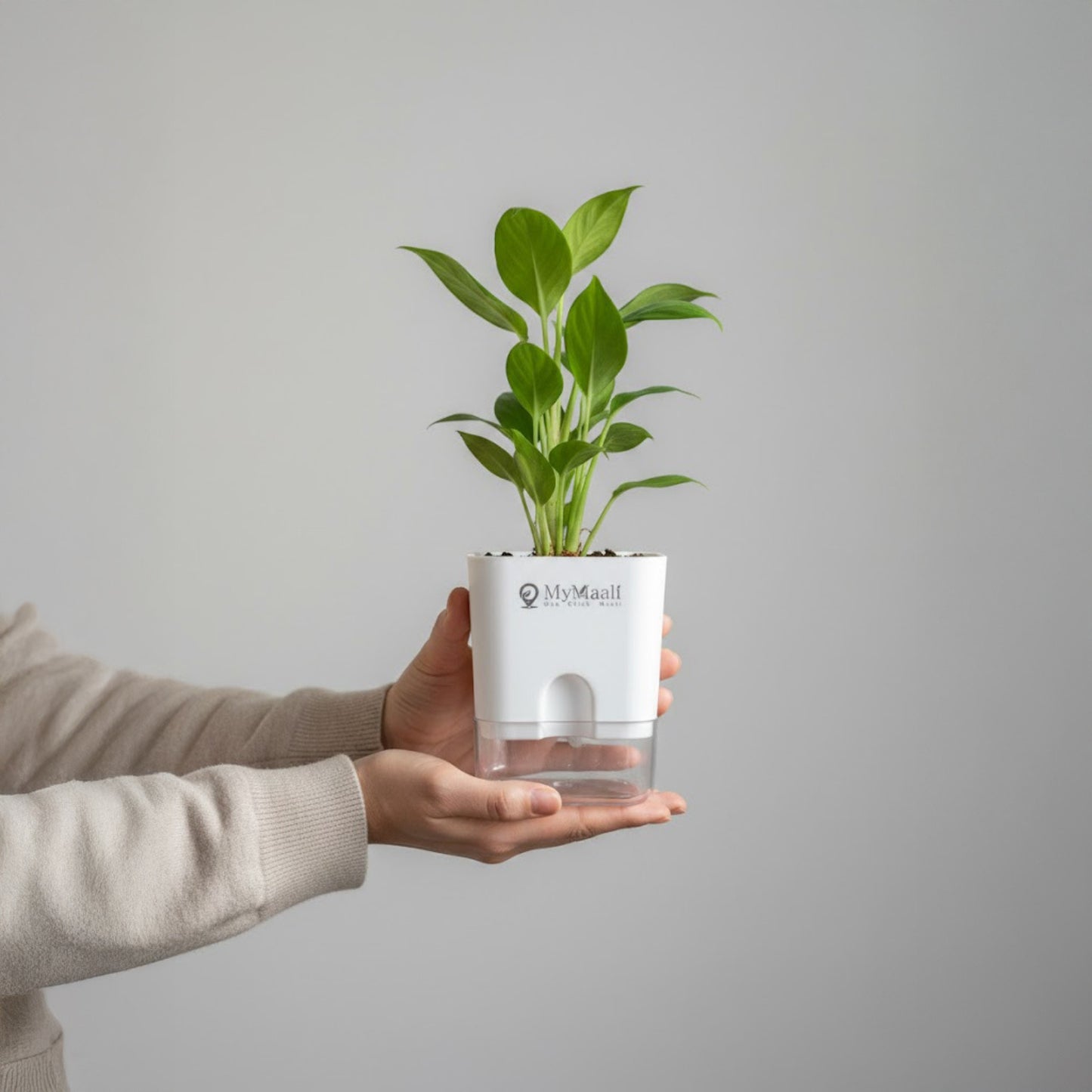 Self-Watering Square Plastic Planter with Transparent Base