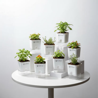 Self-Watering Square Plastic Planter with Transparent Base