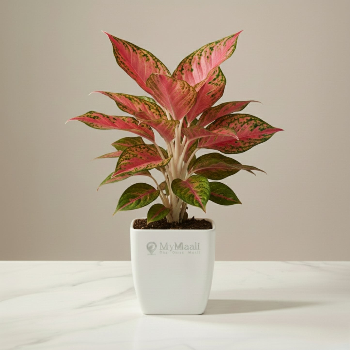 Aglaonema Red Plant