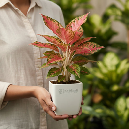 Aglaonema Red Plant