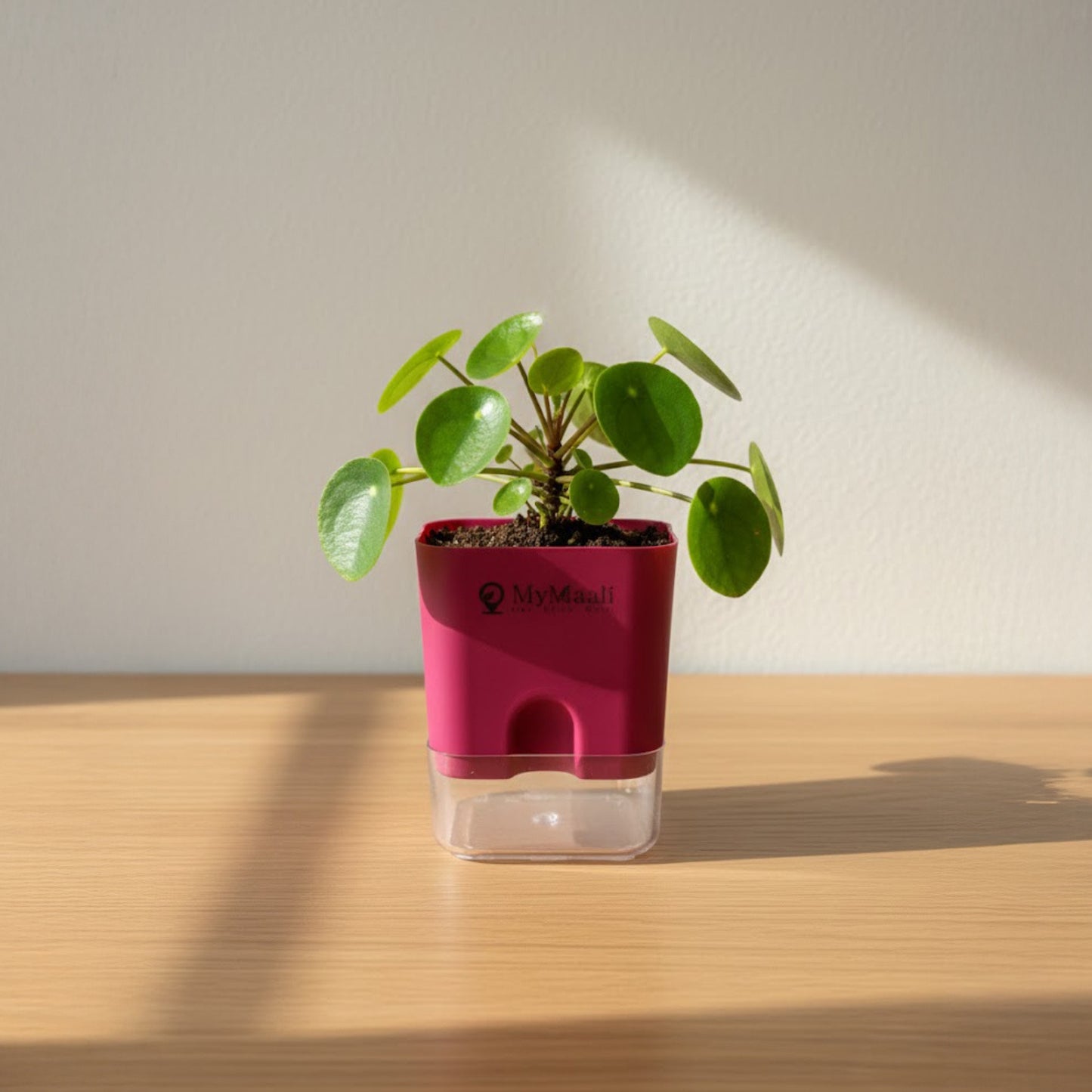 Self-Watering Square Plastic Planter with Transparent Base