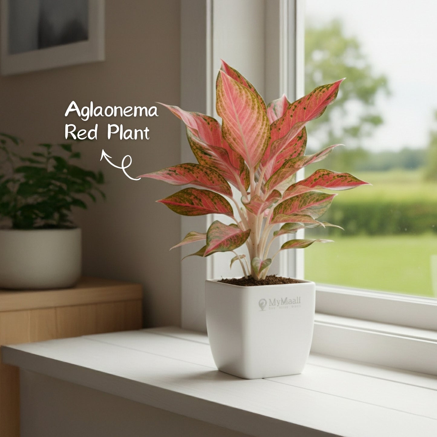 Aglaonema Red Plant