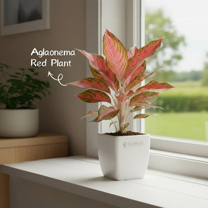 Aglaonema Red Plant