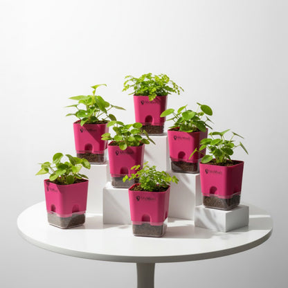 Self-Watering Square Plastic Planter with Transparent Base