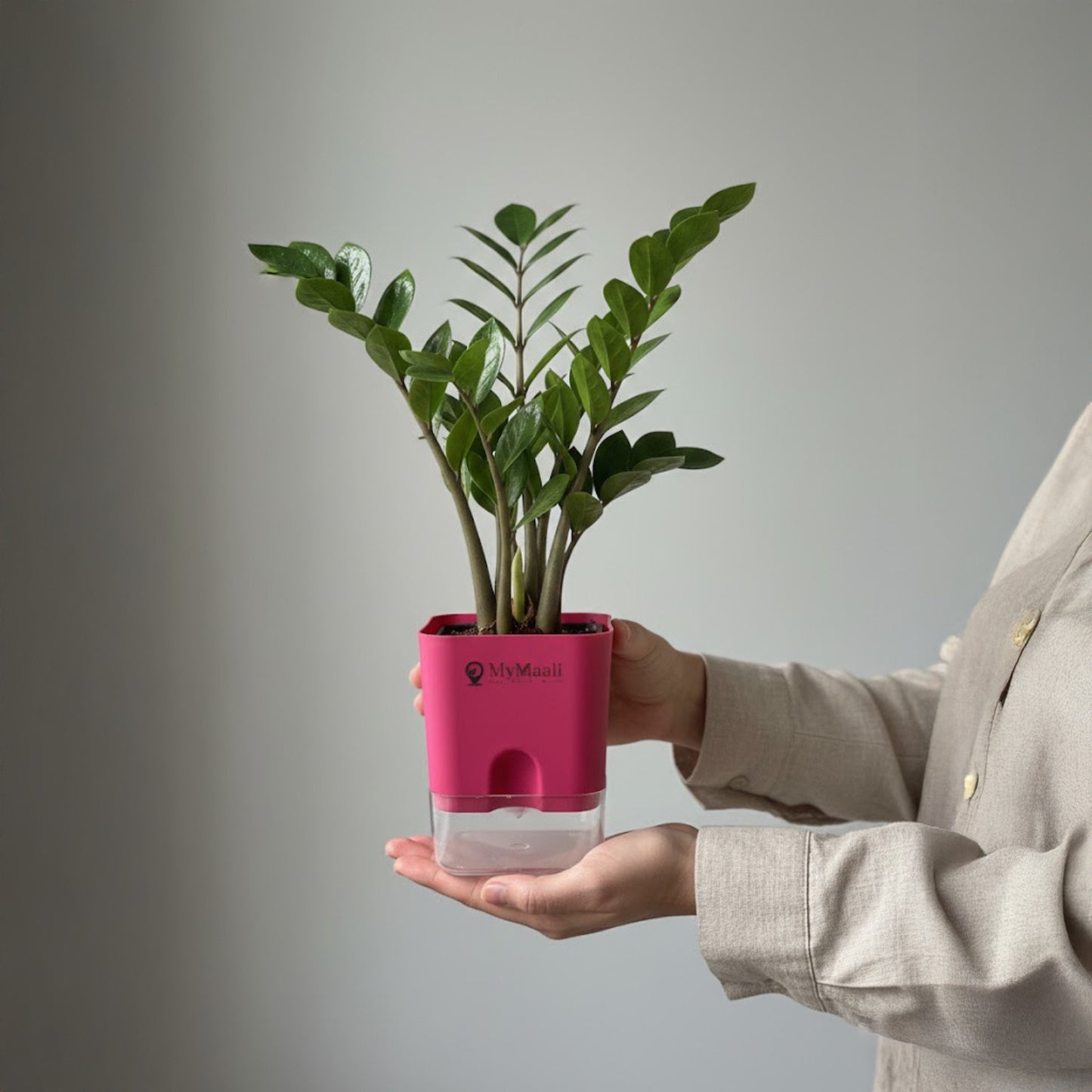 Self-Watering Square Plastic Planter with Transparent Base
