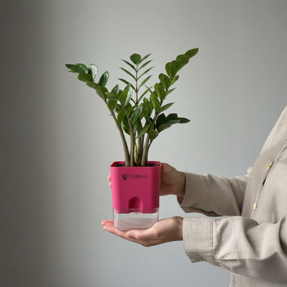 Self-Watering Square Plastic Planter with Transparent Base