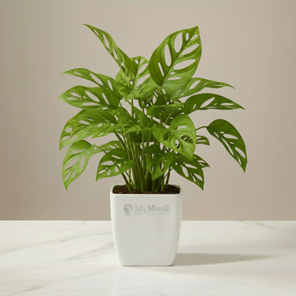 Broken Heart Plant