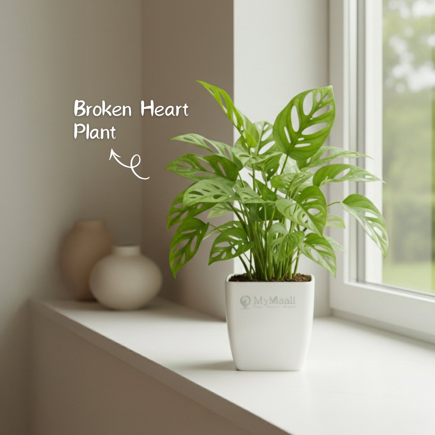 Broken Heart Plant