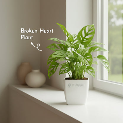 Broken Heart Plant